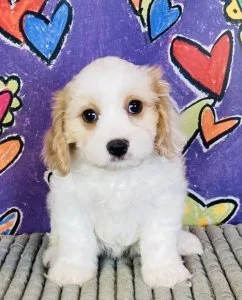 Cavachon puppies 2girls 1 boy