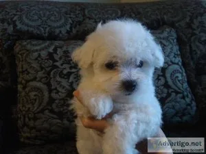 Registered Bichon Frise