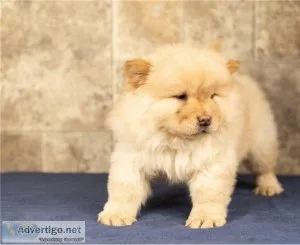 stunning Chow Chow puppies for loving homes