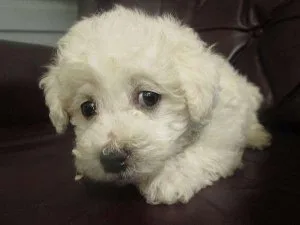 Fantastic Bichon Frise Male and Female