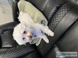 Looking to Rehome Maltese Dog