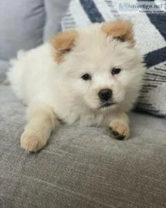 Chow chow puppies pure breed