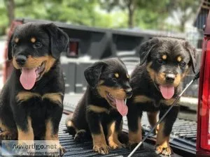 Beautiful Rottweiler pups for sale