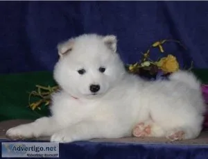 Beautiful Samoyed Puppies For Sale