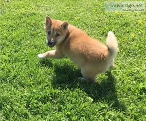 Outstanding Shiba Inu Puppies For Sale