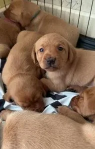 Labrador Fox Red KC registered