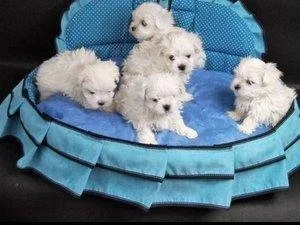 fdgfdg gorgeous maltese babies