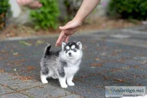 Beautiful Pomsky Puppies