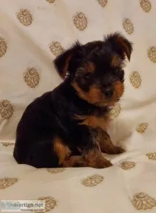 Yorkie Yorkies Puppy Puppies AKC terrier terriers