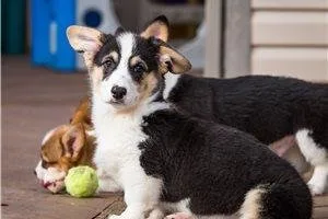 Pembroke Welsh Corgis for sale