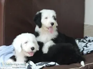 Quality Homes OnlyOld English Sheepdog Pups For Sale.