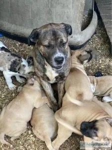 English mastiff cane corso