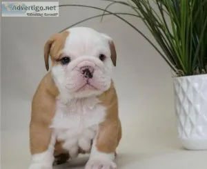 chunky English Bulldog Pups AKC Reg