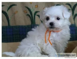 Bolognese Puppies Ready For Good Homes