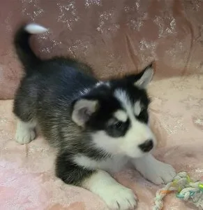 Exceptional Alaskan Malamute Puppies For Sale.