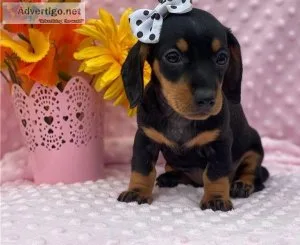 Dachshund puppies for rehome