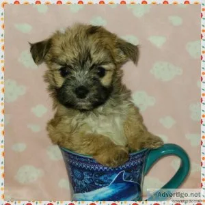 Tiny ChihuahuaMaltese Puppies