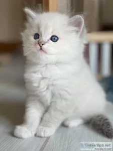 gdgfdgyt Ragdoll kittens