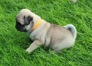 AKC registered litter of 6 Pedigree Pug Puppies