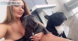 Bull dog and german shepherd