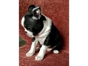 ASWXC pedegree Boston Terrier Puppies