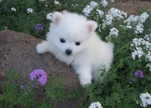 akc registered male and female eskimo puppies