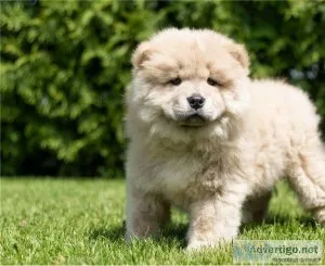 AKC Cream&nbsp Chow Chow Puppies For Sale