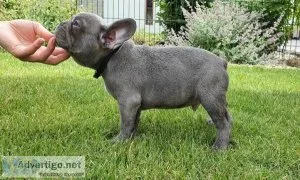 quality AKC registered French Bulldogs
