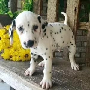 beautiful Dalmatian puppies for sale