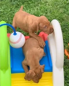 Absolutely aKc Reg Vizsla Puppies Puppies For Sale.