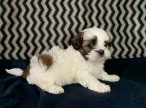 Shihtzu Puppies Ready to Go