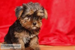 Purebred Yorkie for Rehome