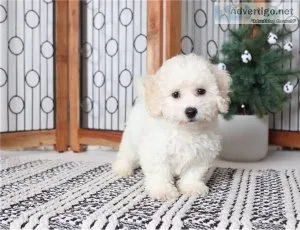 Bichon Frise Puppies For Sale.