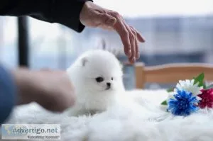 Gorgeous and healthy Pomeranian