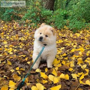 wonderful Boy Chow Chow
