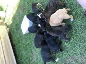 NKC Mountain Feist Puppies