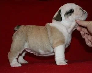 English Bulldog puppies for sale