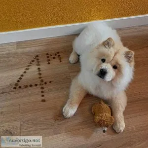 Gorgeous Boy Chow chow