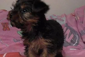Puppies Yorkshire Terrier Male And Female