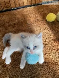 Ragdoll kittens