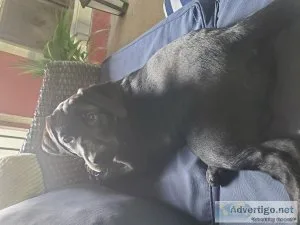 14 week black registered lab
