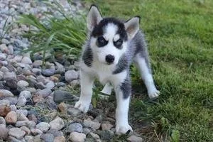 gentle Siberian husky puppies ready