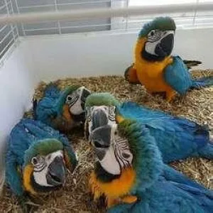 Blue and Gold Macaw Parrots for Sale
