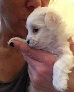 Awesome family raised tiny Maltese puppies