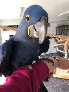 A Bonded Pair Of Hyacinth Macaws