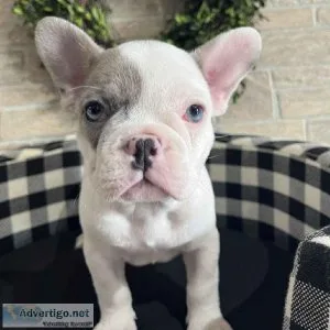French Bulldog Puppies