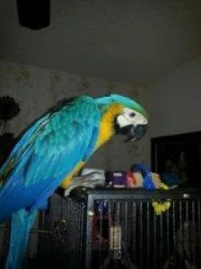 Beautiful Blue and Gold Macaw For Sale
