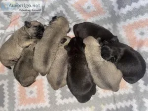 Registered Pug Puppies