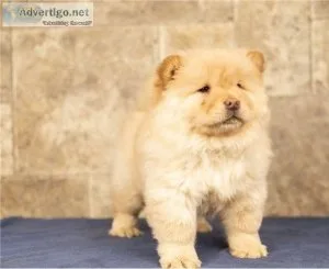 READY TO LEAVE KC registered Chow puppies