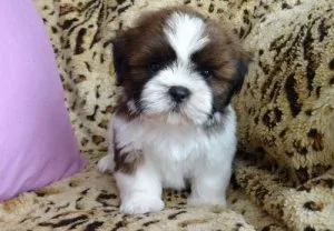 Male and Female Shihtzu Puppies